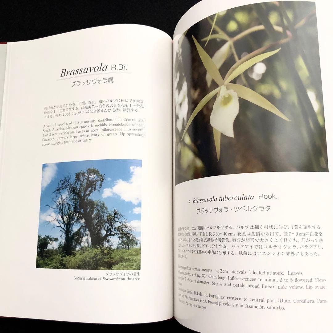 野生ラン 写真集「艶蘭亭 ADELANTE - パラグアイの野生蘭と甲虫」小山貢