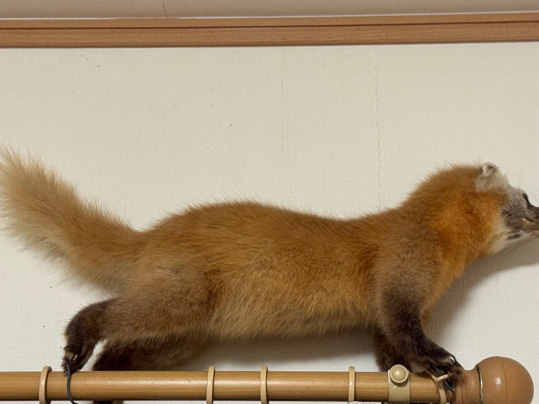 天然テンの剥製