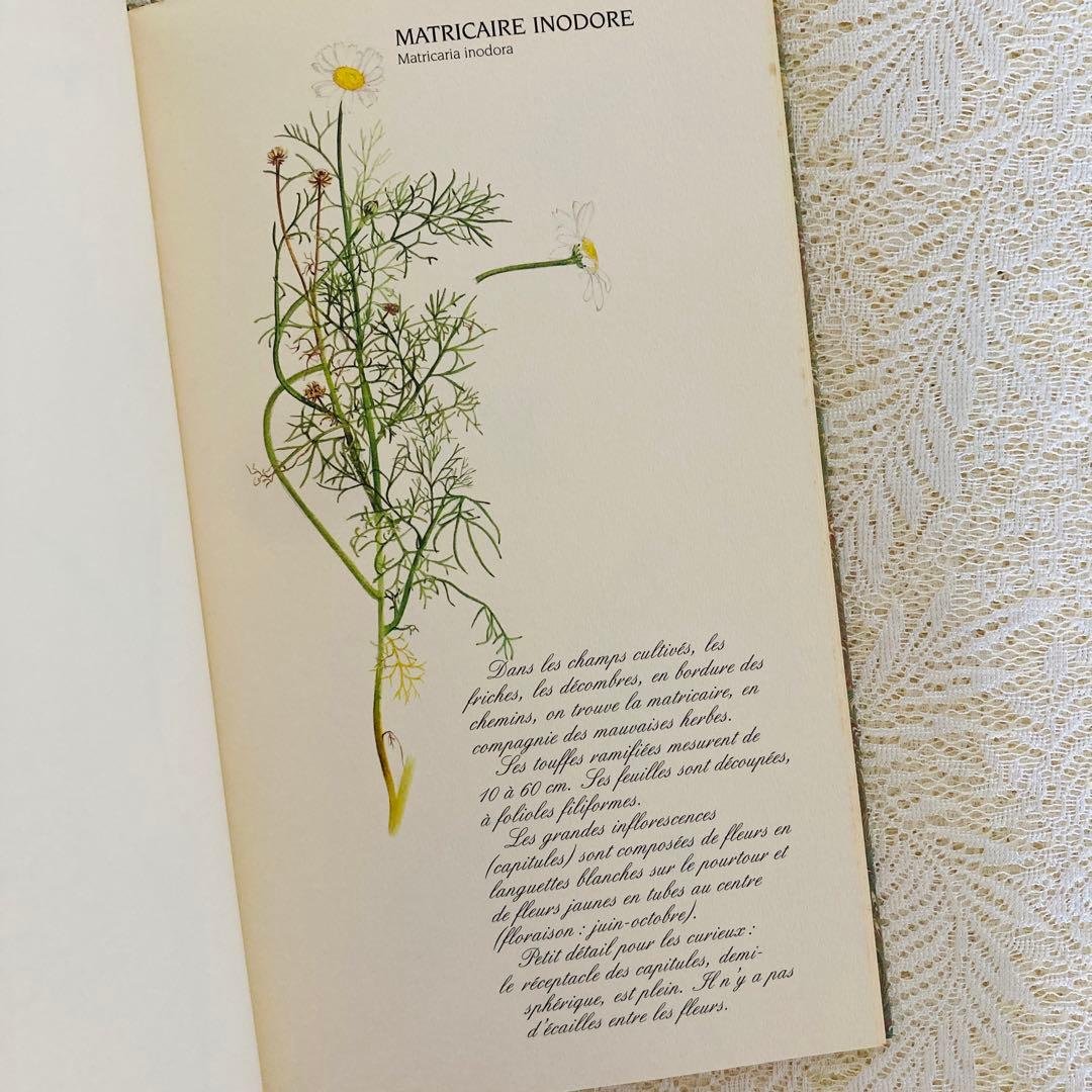 洋書　古書　フランスの植物図鑑　淡くやさしい水彩画♡　野の花　ハーブ